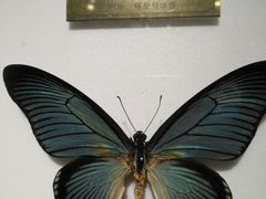 -上海昆虫博物馆