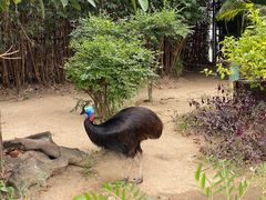 -广州长隆飞鸟乐园