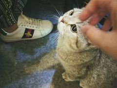 喵-猫色咖啡·猫咖