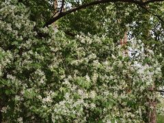 -黑龙江省森林植物园