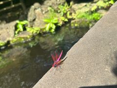 -海口火山口国家地质公园