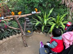 鹦鹉园-南宫五洲植物乐园