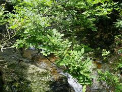 -东天目山风景区