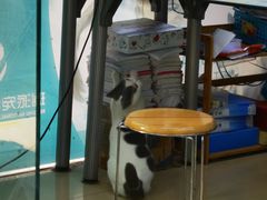 -瑞派动物医院·猫专科·至诚(江南中分院)