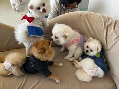 -怪兽屋·羊驼·猫咖·狗咖(俊华广场店)