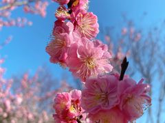 -梅花山(明孝陵内)