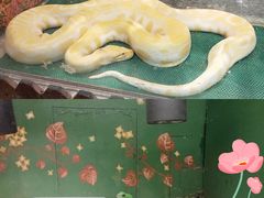 -上海大自然野生昆虫馆(东方明珠·爬宠昆虫探索中心)