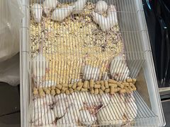 -酷以爬仙阁实体爬宠店·守宫·蜥蜴·专业繁育