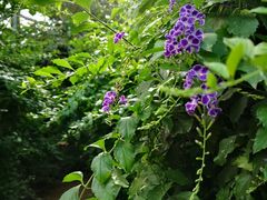 -呀路古热带植物园