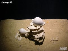 -亚龙湾中心广场·贝壳馆