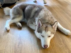 -Husky Go! 哈士奇体验馆·宠物咖啡厅狗咖