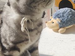 -平行世界·猫咖(首经贸店)