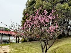 -小树照相馆·证件照(打浦桥店)