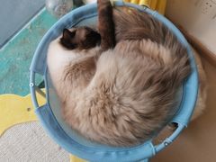-猫在这儿猫咪咖啡馆·撸猫馆