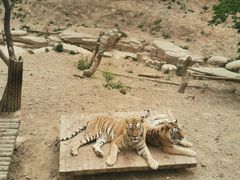 -大连森林动物园