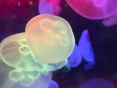 -太平洋海底世界