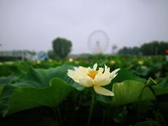-白洋淀景区