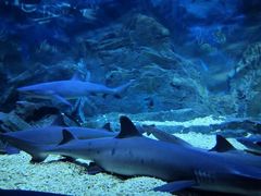 -烟台海昌鲸鲨海洋公园