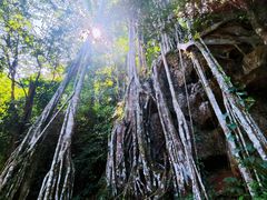 -中国科学院西双版纳热带植物园