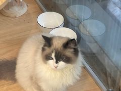 -PETKIT 小佩宠物·低压洗护·美容·寄养(安远店)