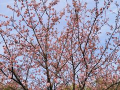 -武汉大学-樱园