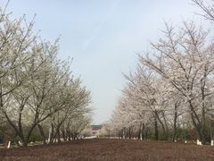 -金陵图书馆