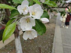 -海棠花溪(元大都城垣遗址公园)