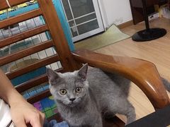-喵zoo家庭繁育猫舍(尖东智能花园店)