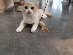 -瞄一喵猫咖(格力海岸店)
