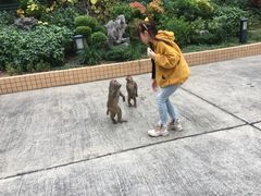 -狮子山郊野公园