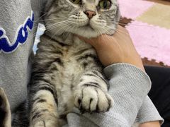-三花喵·撸猫购宠·宠物生活馆(虹桥南丰城店)