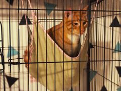 -Cappucimeow猫咪咖啡馆(韦伯时代店)