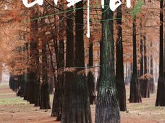 -泗洪洪泽湖湿地景区