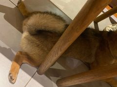 -柴务处·柴犬主题狗咖