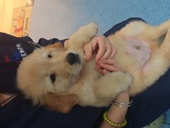 -顺强宠物诊所·狂犬免疫·夜诊·骨科(嘉定店)