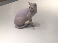 -飞行喵MR PILOT|猫舍·猫咖(静安大融城店)