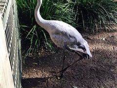 -费瑟代尔野生动物园