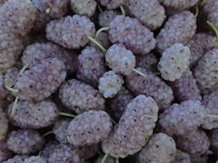 -南京小时候桑葚采摘园