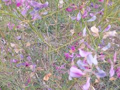 -亿利库布其七星湖沙漠生态旅游区