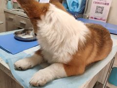 -半岛宠物医院24小时(白果林店)