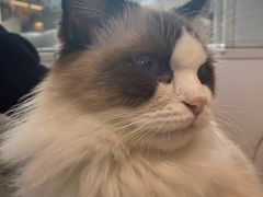 -喵喵咪呀布偶猫咖(春熙路店)