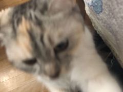 -申普宠物医院·心脏介入·心血管微创(总院)