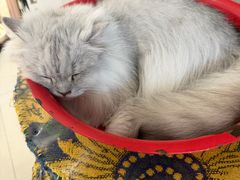-平行世界·猫咖(首经贸店)