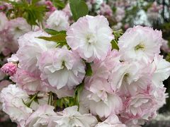 -广富林郊野公园
