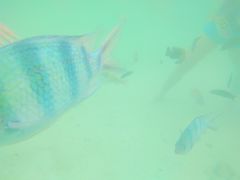 -东姑阿都拉曼海洋公园
