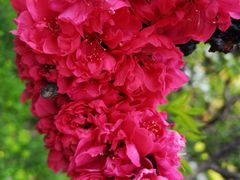 -南汇桃花村