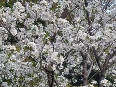 -泰州凤城河风景区-泰山公园