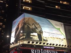 -RED LOBSTER(中城西店)
