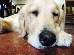 -百好乐宠物友好餐厅(朝外大街店)