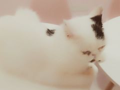 -三花喵·撸猫购宠·宠物生活馆(虹桥南丰城店)